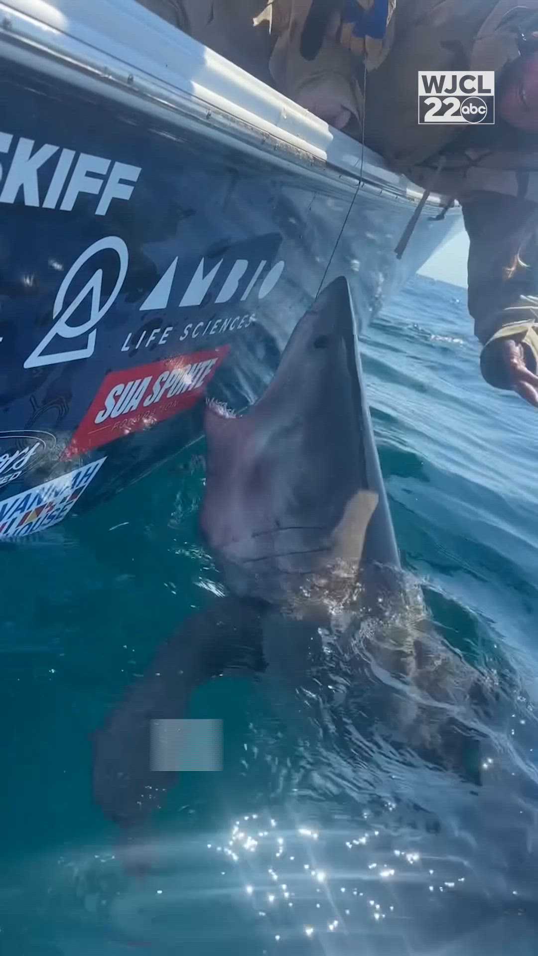 VIDEO: Great white shark lunges at woman reaching to touch it — Hershey Community news